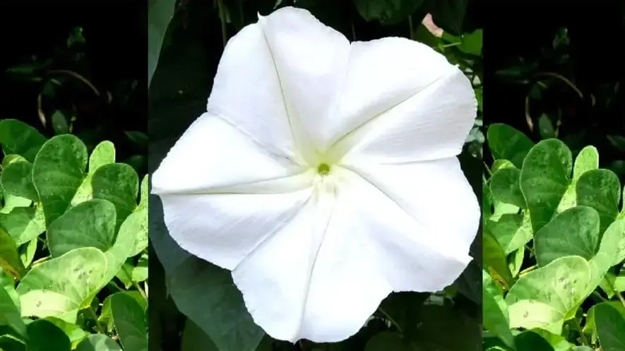 Moon Flower Plant