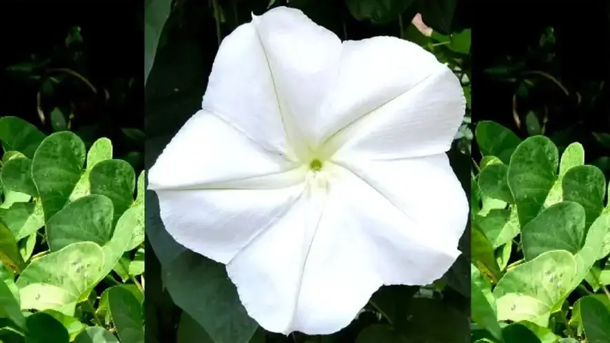 Moonflower